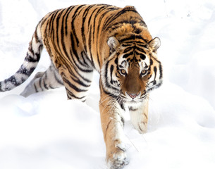 Fototapeta na wymiar The Amur tiger on snow