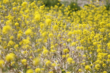 Fototapeta premium 菜の花