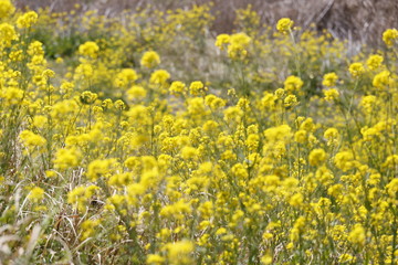 菜の花