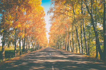 Fototapeta premium piękny krajobraz jesiennej drogi, na skraju drogi malowniczy jesienny las z jasnożółtymi liśćmi i błękitnym niebem, stonowany