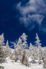 Fototapeta na wymiar Expert male skier skiing powder on a wide open trail, Stowe, Vermont, USA