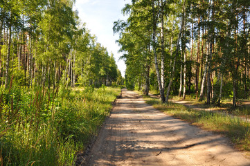 Sunny summer day in the mixed forest