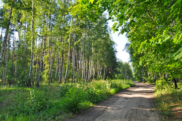 Fototapeta na wymiar Sunny summer day in the mixed forest