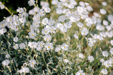 white flowers in garden