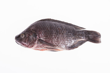 Fish, Platy mojarra, Nilotic tilapia, Chitralada tilapia on white background