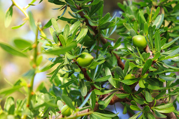 Argania spinosa plant