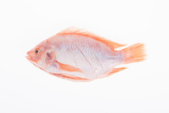fish, red mojarra or red tilapia on white background