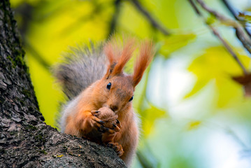 A red squirrel or Sciurus vulgaris also called Eurasian red sguirrel in autumn park forest. Autumn squirrel portrait.