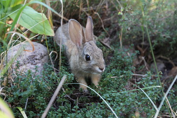 Baby rabbit in a garden