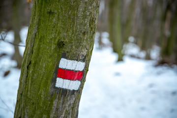 Fototapeta premium A mark on a tree marking the forest path and its difficulty