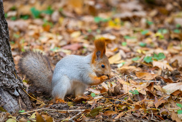 A wild squirrel captured in a cold sunny autumn day, funny cute squirrel is on the tree in autumn park. Colorful nature, fall season concept