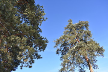 Obraz premium pines against the sky