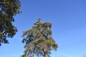 pines against the sky