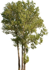 Populus canadensis - Kanadische Pappel
