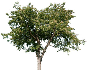 Prunus avium - Vogel-Kirsche