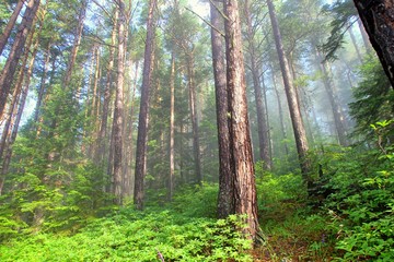 Obraz premium foggy morning in the forest