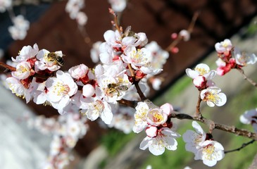 apricot blossom and bees