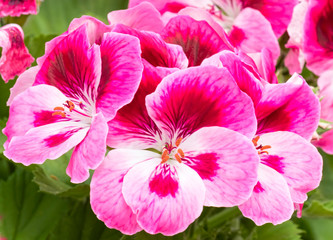 pink geranium in bloom in spring