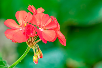 red geranium in bloom in spring