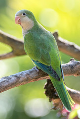 brotogeris tirica green parrot