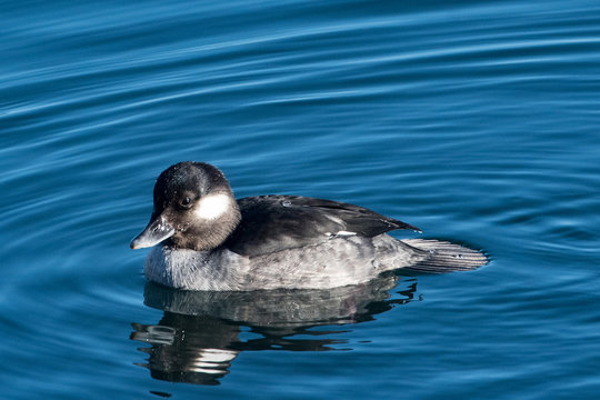 Bufflehead Duck swimming in a lake, British Columbia, Canada