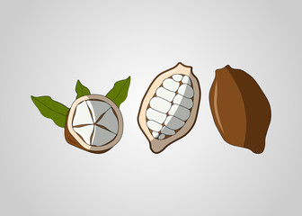 Cupuacu exotic cupuassu, cupuazu and copoasu, tropical cacao fruit - 249371235