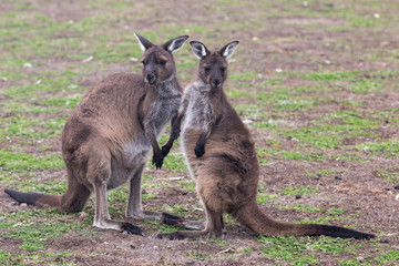Two cute australian Kangaroo standing in the field and waiting