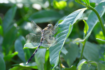 ムギワラトンボ