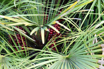 Obraz premium Small palm tree with fruits