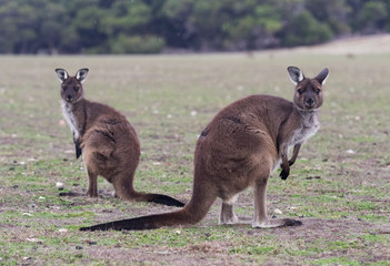 Naklejka na ściany i meble Two cute australian Kangaroo standing in the field and waiting