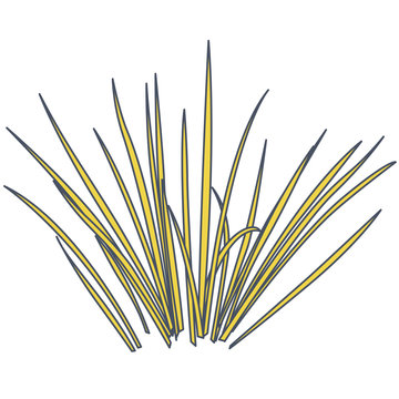 recommend clip art: Outlined vector isolated reed. Yellow water plants in different variant, isolated on white background. Isometric clumps of reeds growing on pond. Individual rushes flower bamboo reed with green leafs