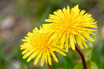 dandelion in the meadow