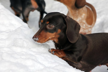 Dachshund dog winter park 
