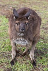 Portrait of young cute australian Kangaroo with big bright brown eyes looking close-up at camera.