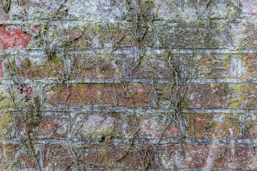 Creepers on a decaying brick wall 1