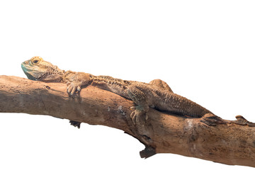 pogona vitticeps bearded dragon