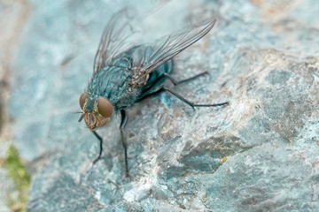 fly insect on rock