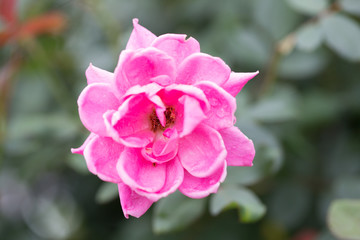 Fototapeta premium flowers, DC