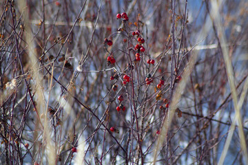 red berries in winter