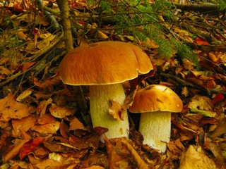 Two boletus in theautumn forest, edible mushroom