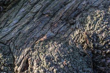Rough tree bark