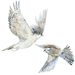 two watercolor birds on white background