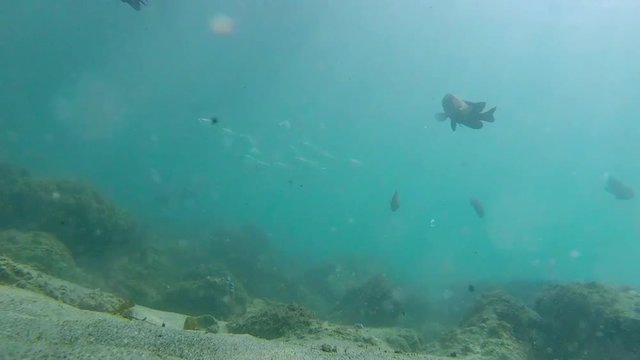 Peces en la bahia cardumen en caribe