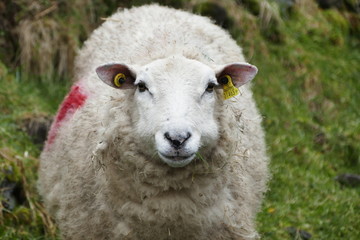 Fototapeta premium Schaf