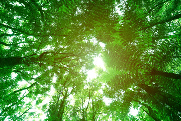 Obraz premium Canopy of jungle