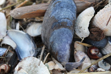 stranded shells on the beach