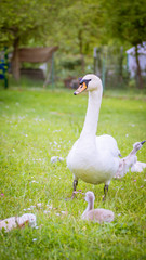 Schwanenmutter behütet seine Küken