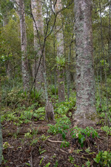 Kauri Bushmens Memorial forest. New Zealand. Tree stem