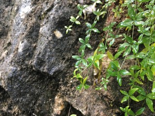 green plant in soil