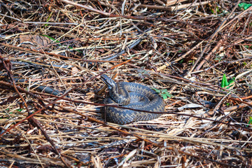 viper snake (Vipera berus) on dried grass wakes up after winter under warm rays of sun